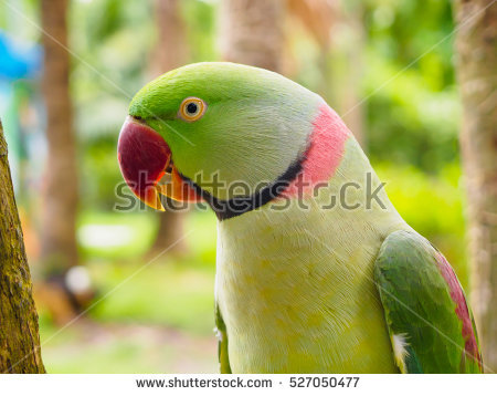 Yellow Ring Neck Parrot clipart #9, Download drawings