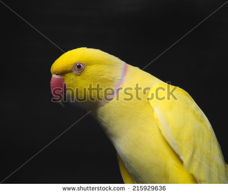 Yellow Ring Neck Parrot clipart #3, Download drawings