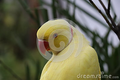 Yellow Ring Neck Parrot clipart #6, Download drawings