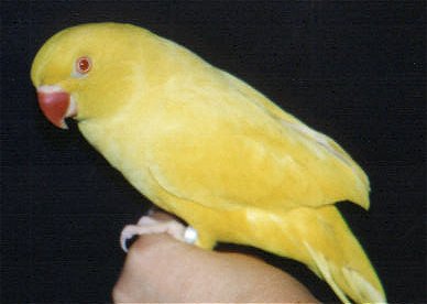 Yellow Ring Neck Parrot coloring #4, Download drawings
