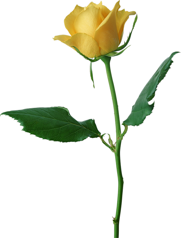Yellow Rose clipart #7, Download drawings