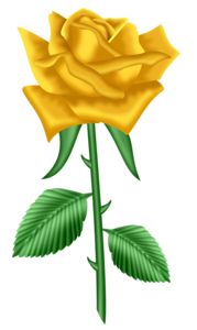 Yellow Rose clipart #10, Download drawings