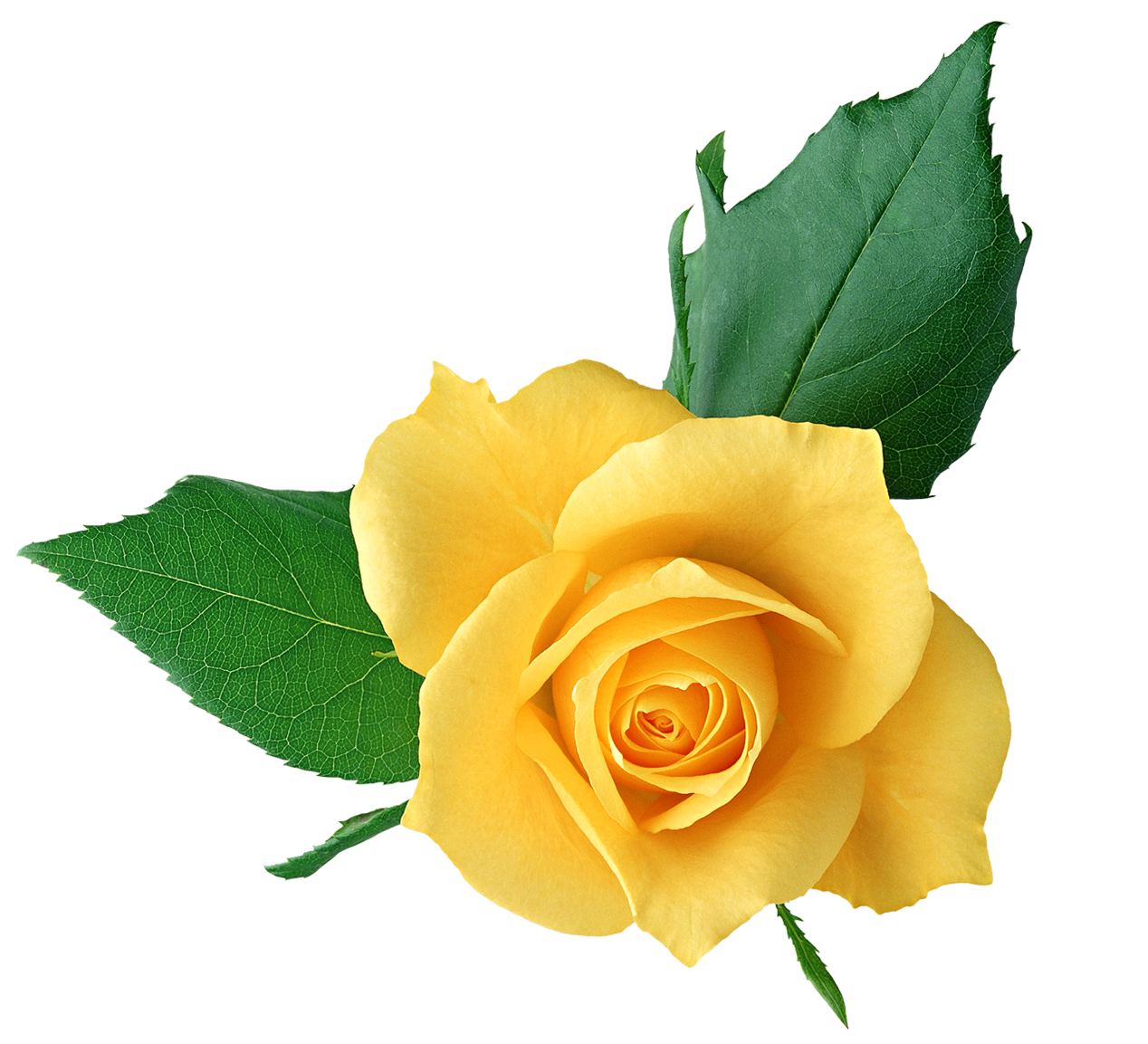 Yellow Rose clipart #18, Download drawings