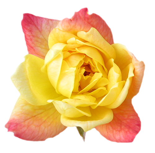 Yellow Rose coloring #13, Download drawings