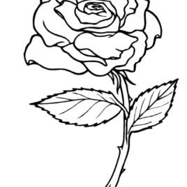 Yellow Rose coloring #1, Download drawings