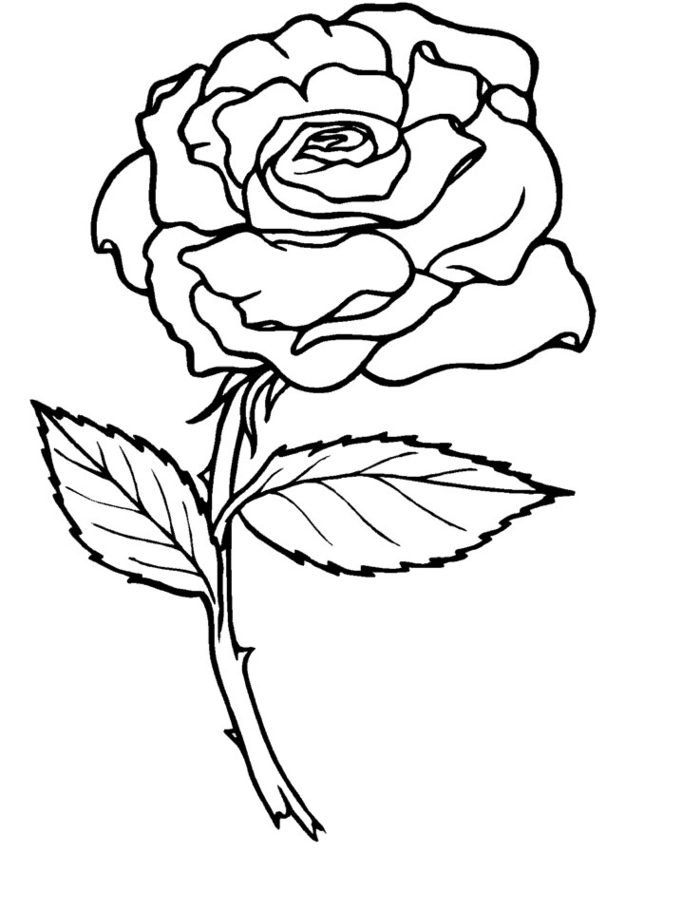 Yellow Rose coloring #15, Download drawings