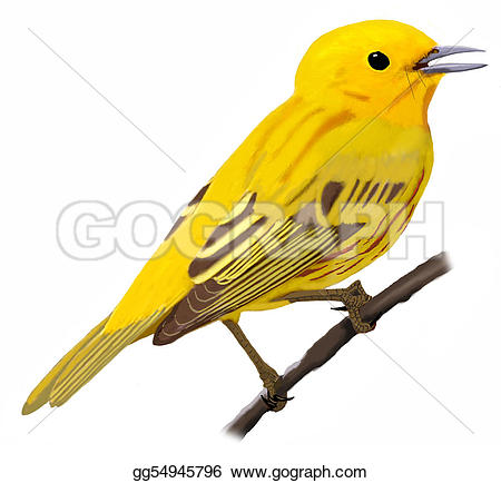 Yellow Warbler clipart #1, Download drawings