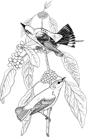 Yellow Warbler coloring #4, Download drawings