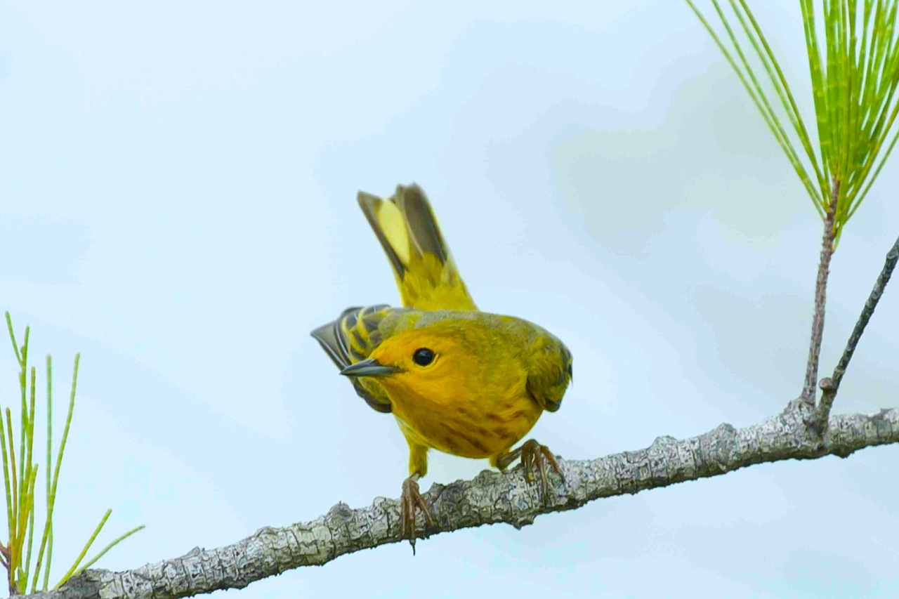 Yellow Warbler svg #13, Download drawings