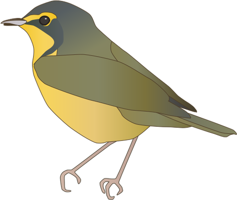 Yellow Warbler svg #6, Download drawings