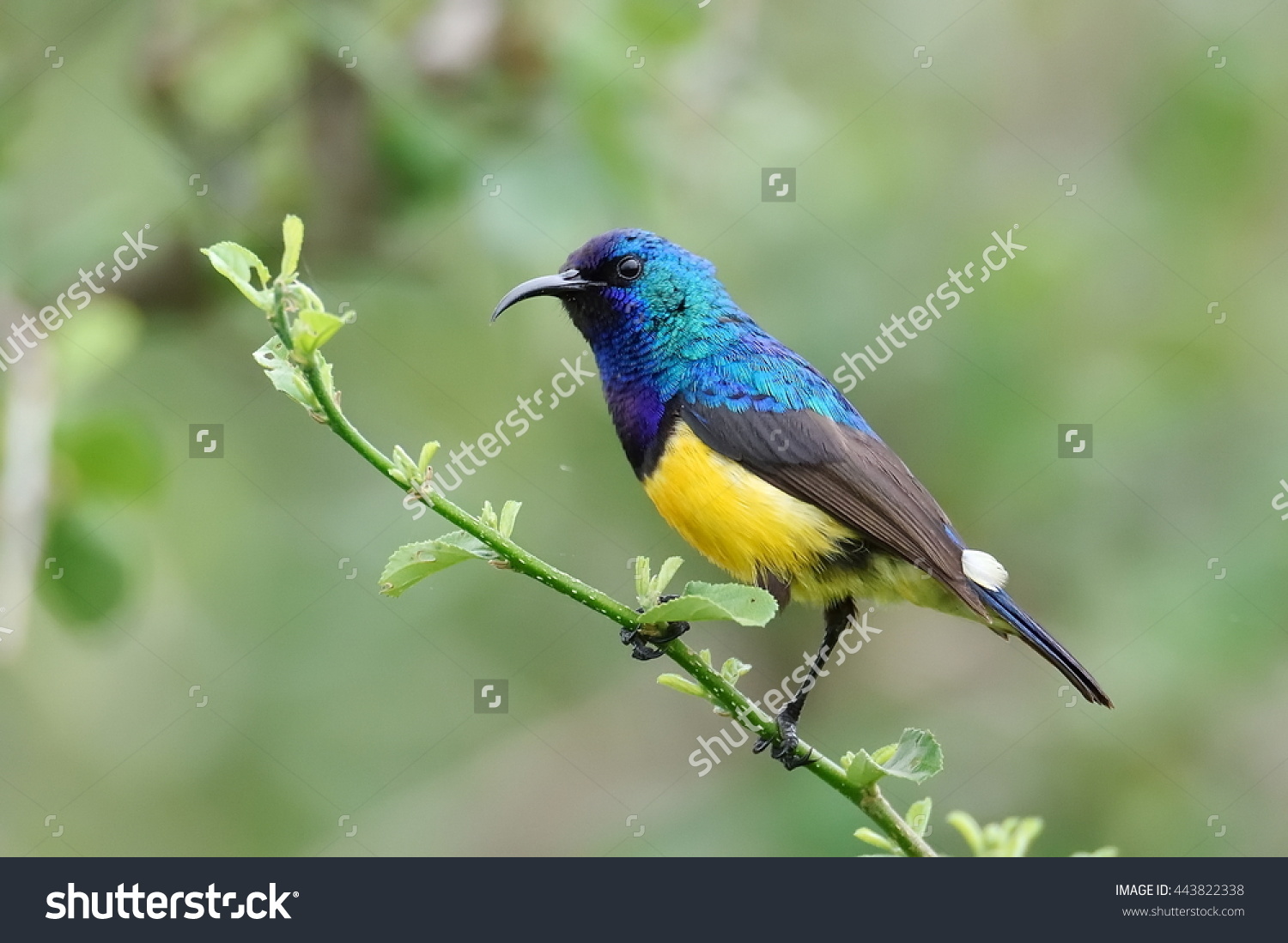 Yellow-bellied Long-bill clipart #5, Download drawings
