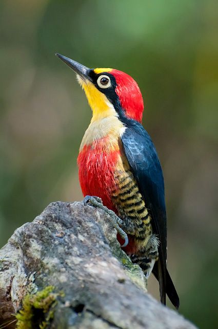 Yellow-fronted Woodpecker clipart #5, Download drawings