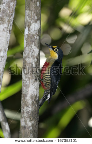 Yellow-fronted Woodpecker clipart #3, Download drawings