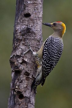 Yellow-fronted Woodpecker clipart #1, Download drawings
