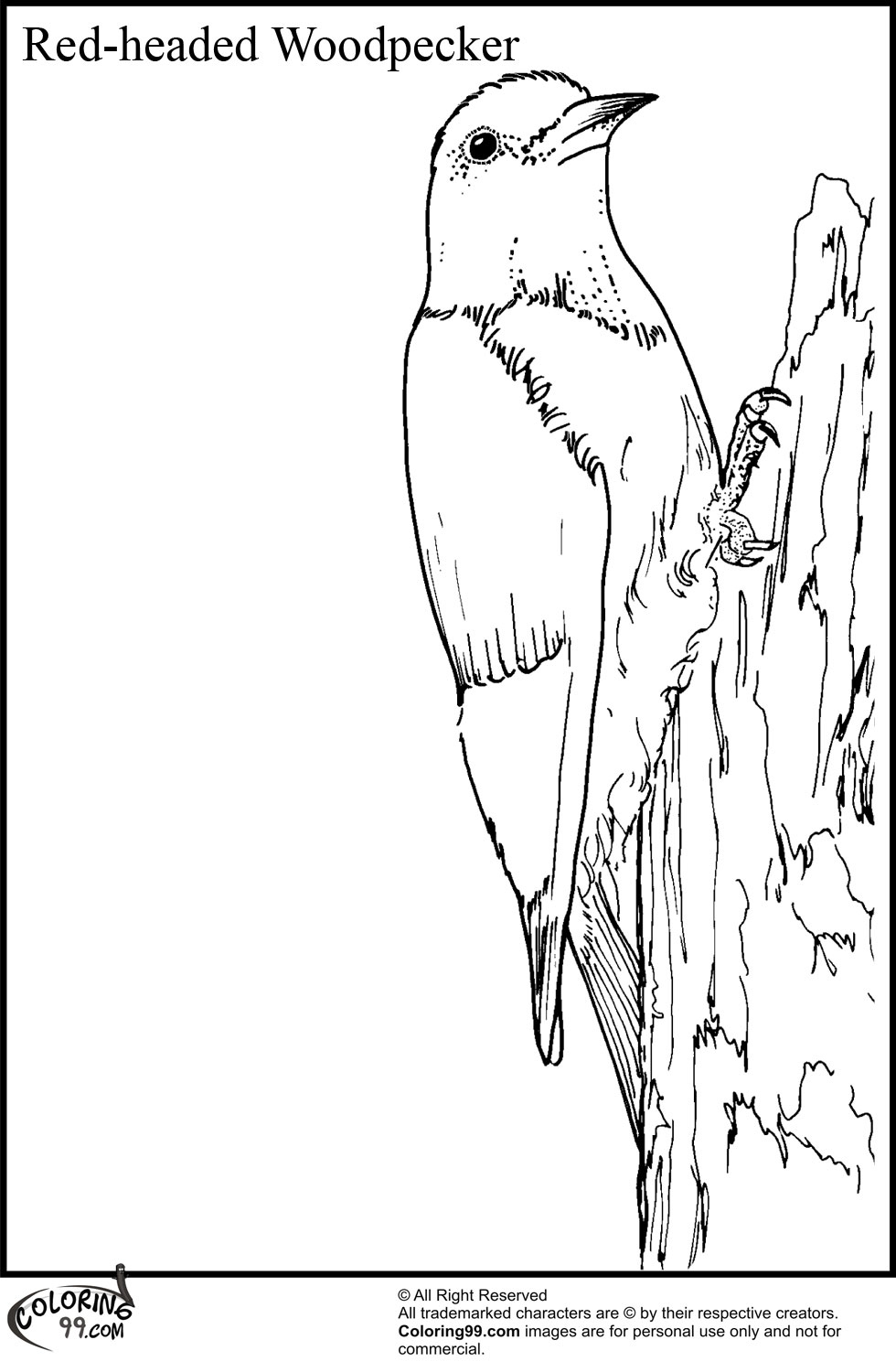 Yellow-fronted Woodpecker coloring #17, Download drawings