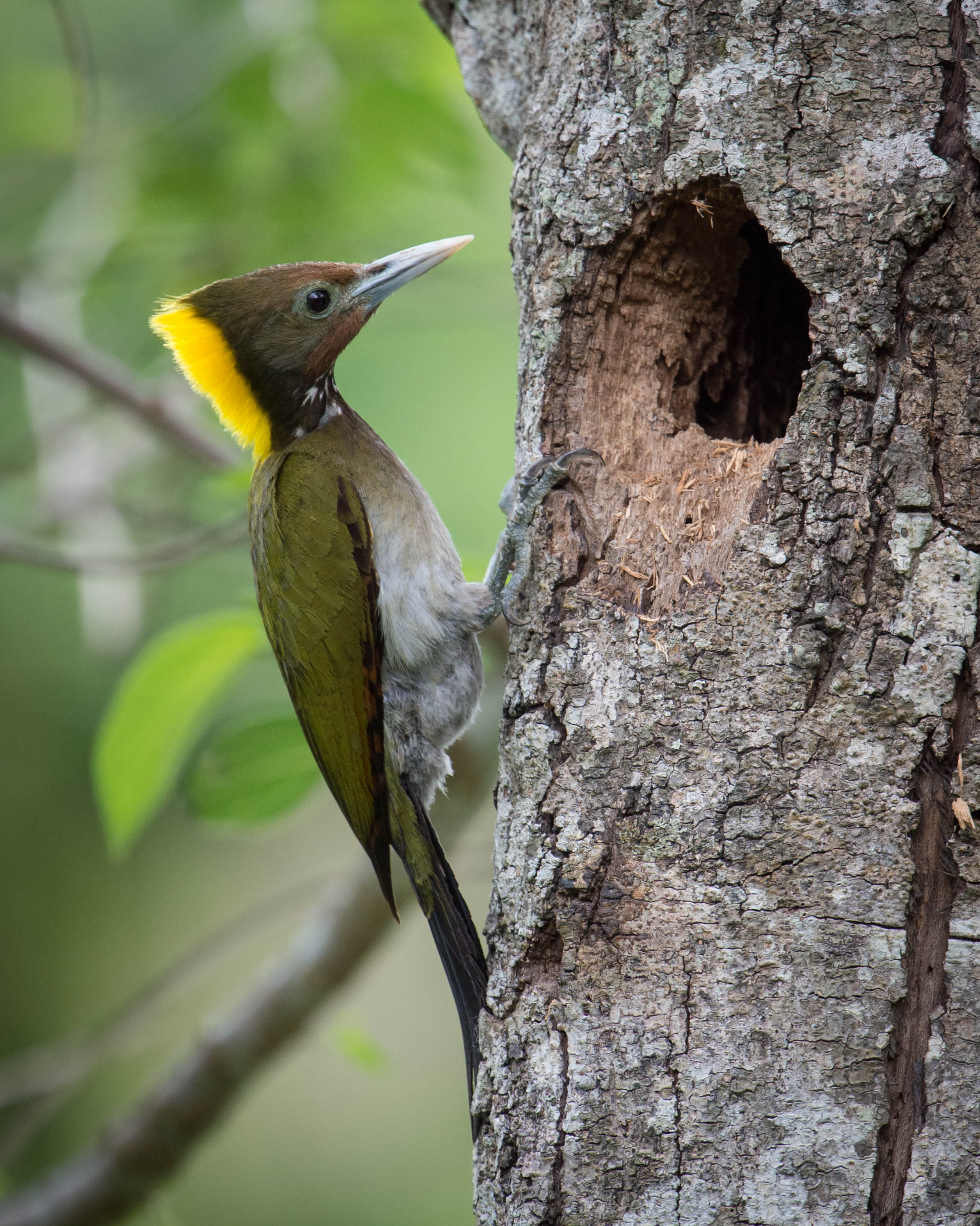 Yellow-fronted Woodpecker svg #13, Download drawings