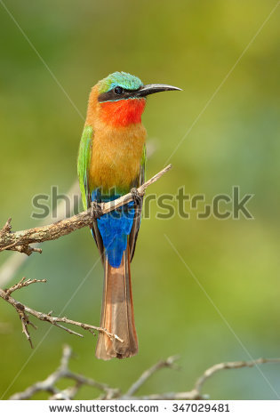 Yellow-throated Bee-eater clipart #6, Download drawings