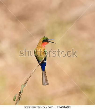 Yellow-throated Bee-eater clipart #10, Download drawings