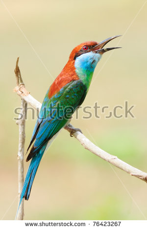 Yellow-throated Bee-eater clipart #13, Download drawings