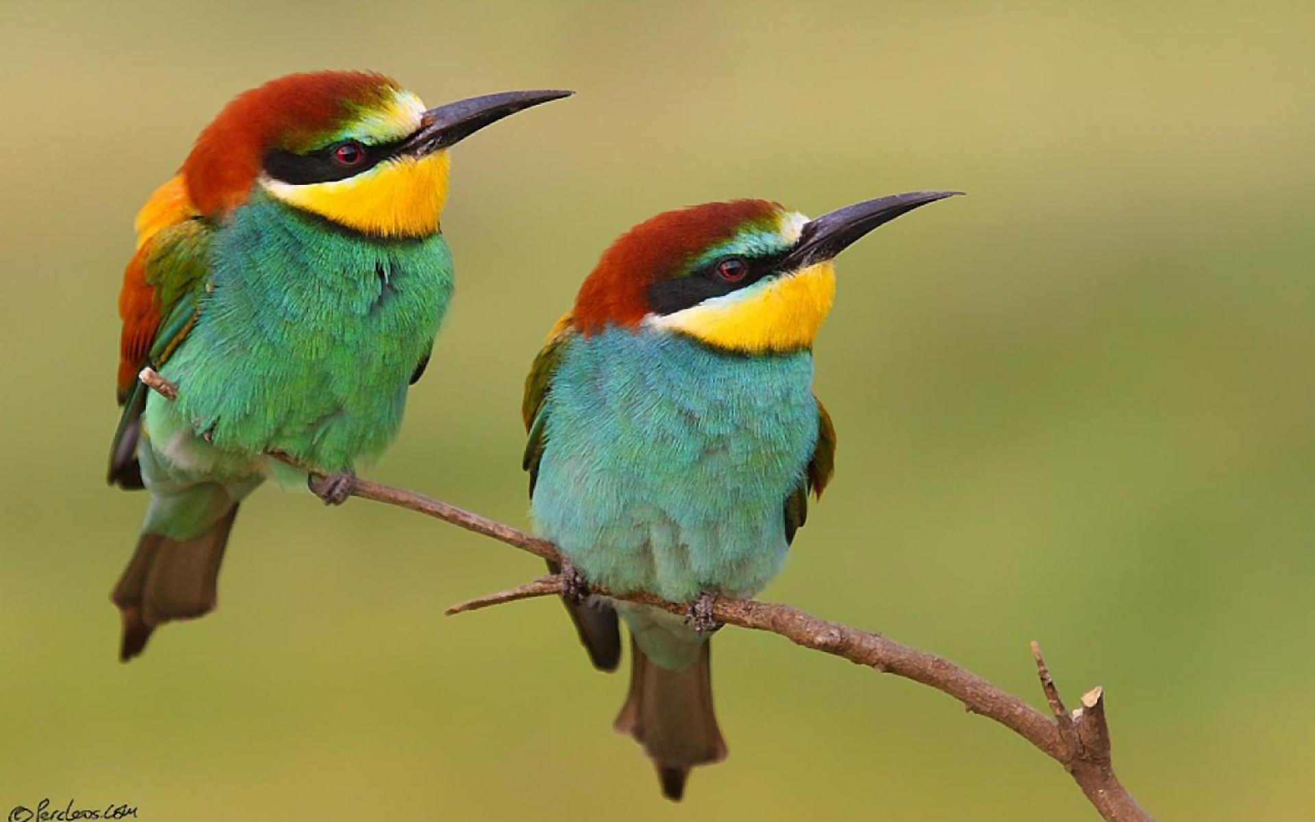 Yellow-throated Bee-eater svg #9, Download drawings