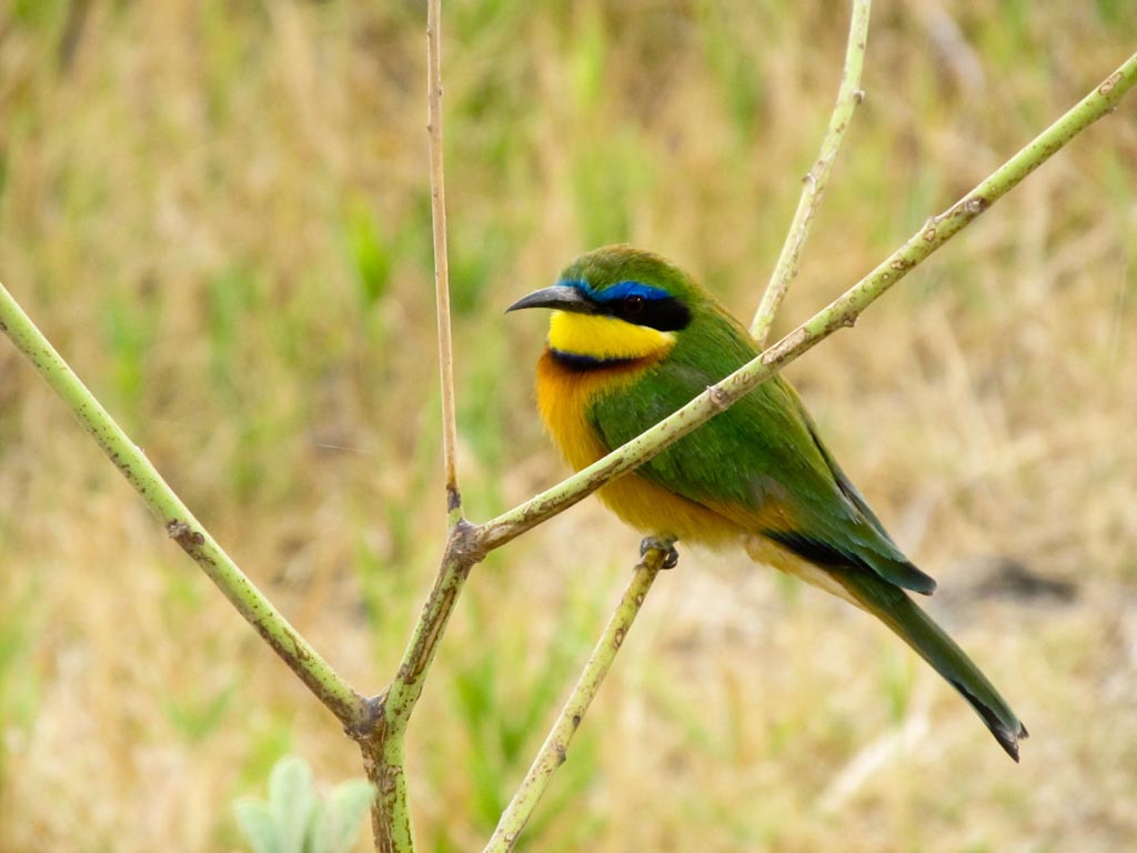 Yellow-throated Bee-eater svg #11, Download drawings