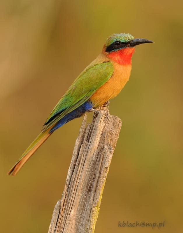 Yellow-throated Bee-eater svg #16, Download drawings