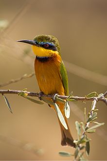 Yellow-throated Bee-eater svg #18, Download drawings