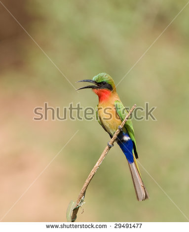 Yellow-throated Bee-eater svg #15, Download drawings
