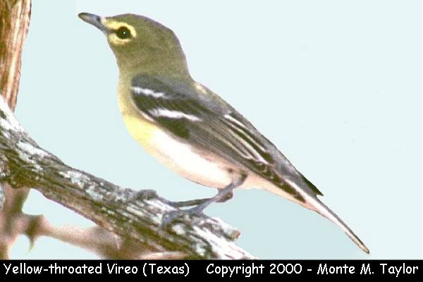 Yellow-throated Vireo clipart #16, Download drawings