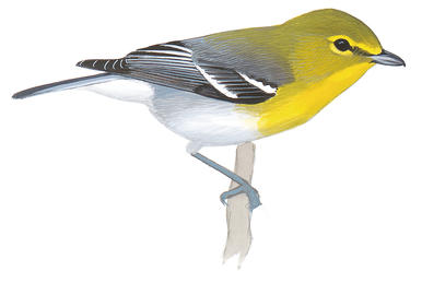 Yellow-throated Vireo clipart #14, Download drawings