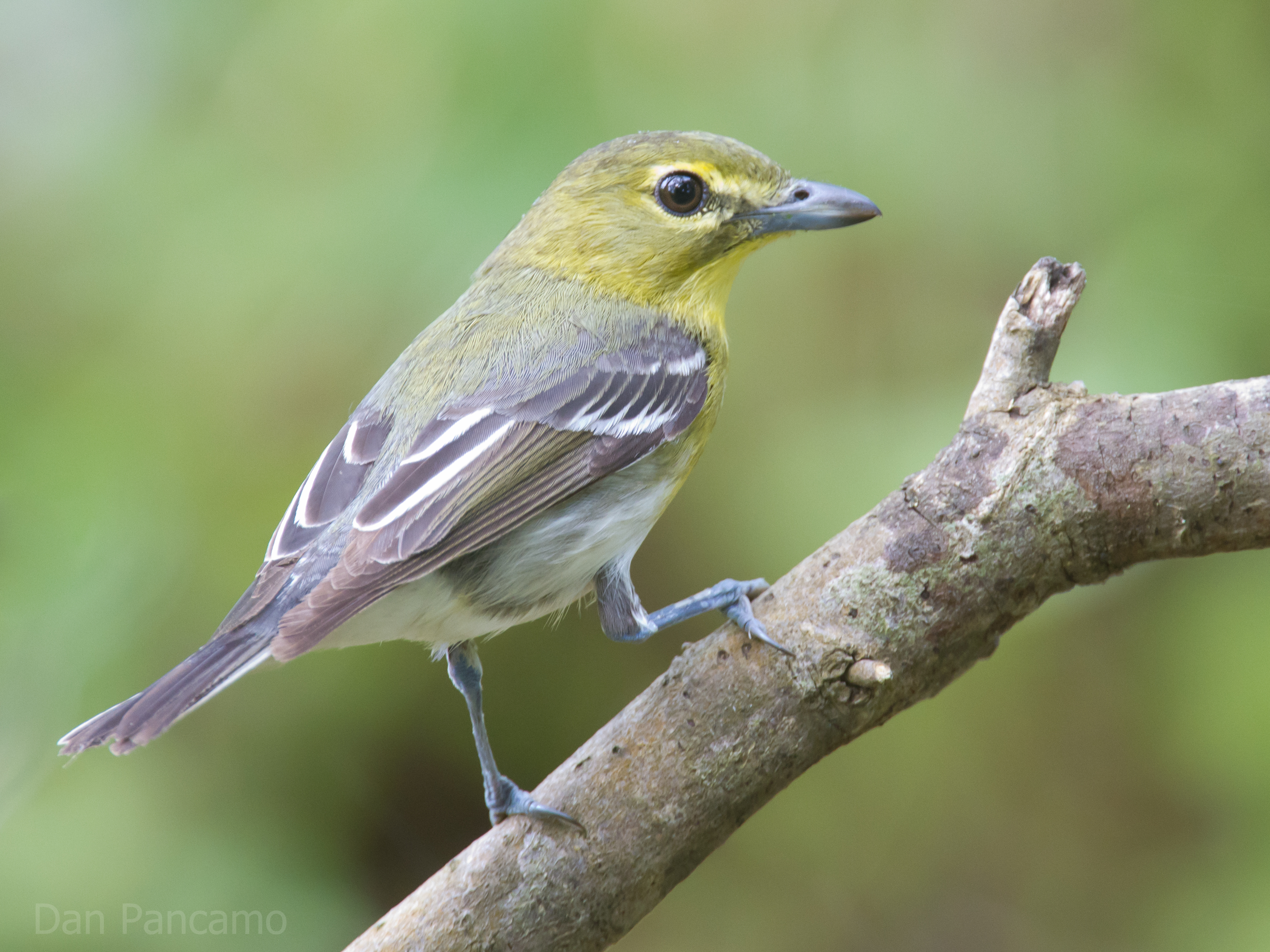 Yellow-throated Vireo svg #16, Download drawings