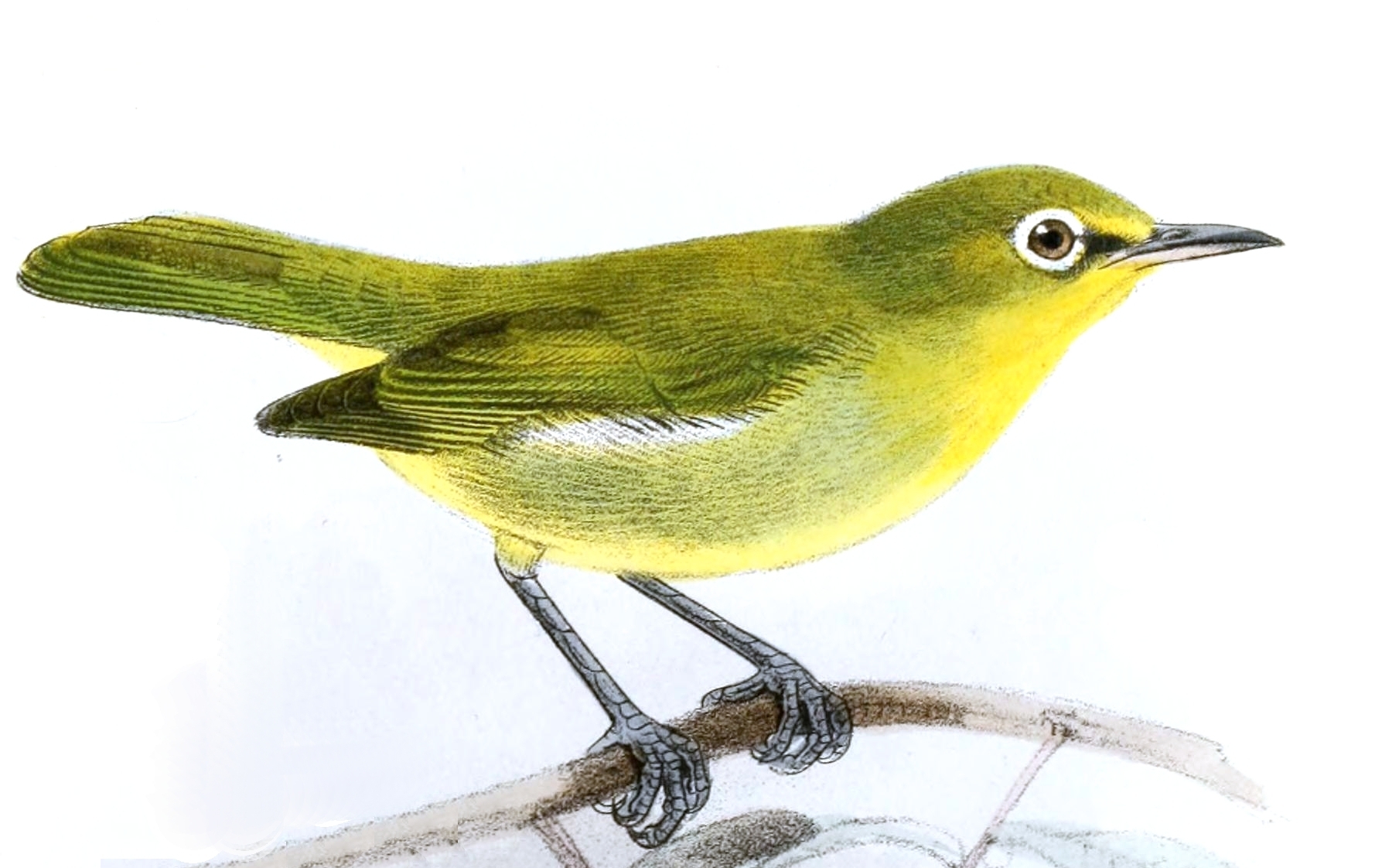 Yellow-throated Vireo svg #2, Download drawings