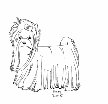 Yrokshire Terrier coloring #7, Download drawings