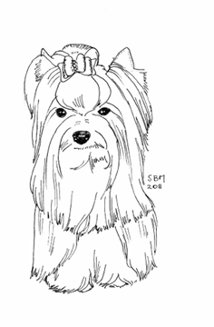 Yrokshire Terrier coloring #6, Download drawings