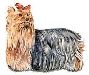 Yrokshire Terrier clipart #3, Download drawings