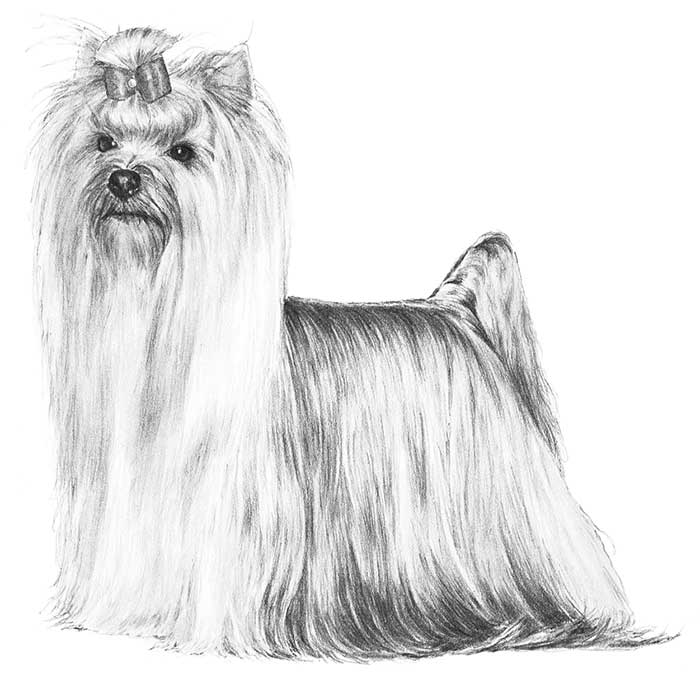 Yrokshire Terrier coloring #20, Download drawings