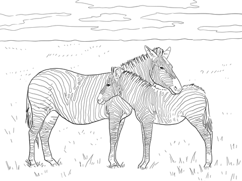 Zebra coloring #1, Download drawings