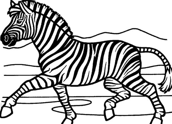 Zebra coloring #3, Download drawings