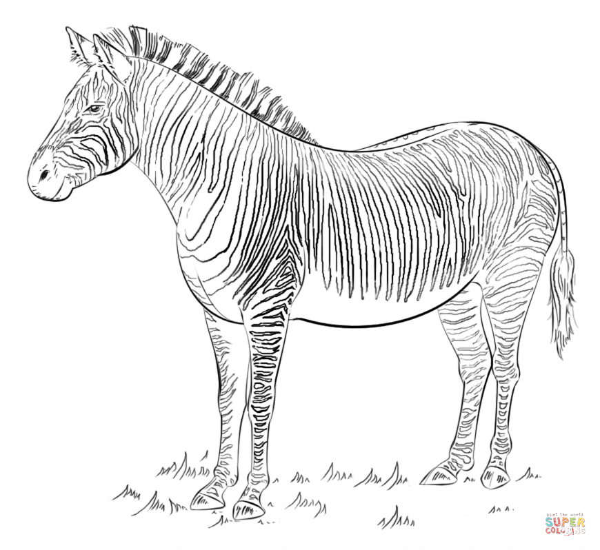Zebra coloring #10, Download drawings