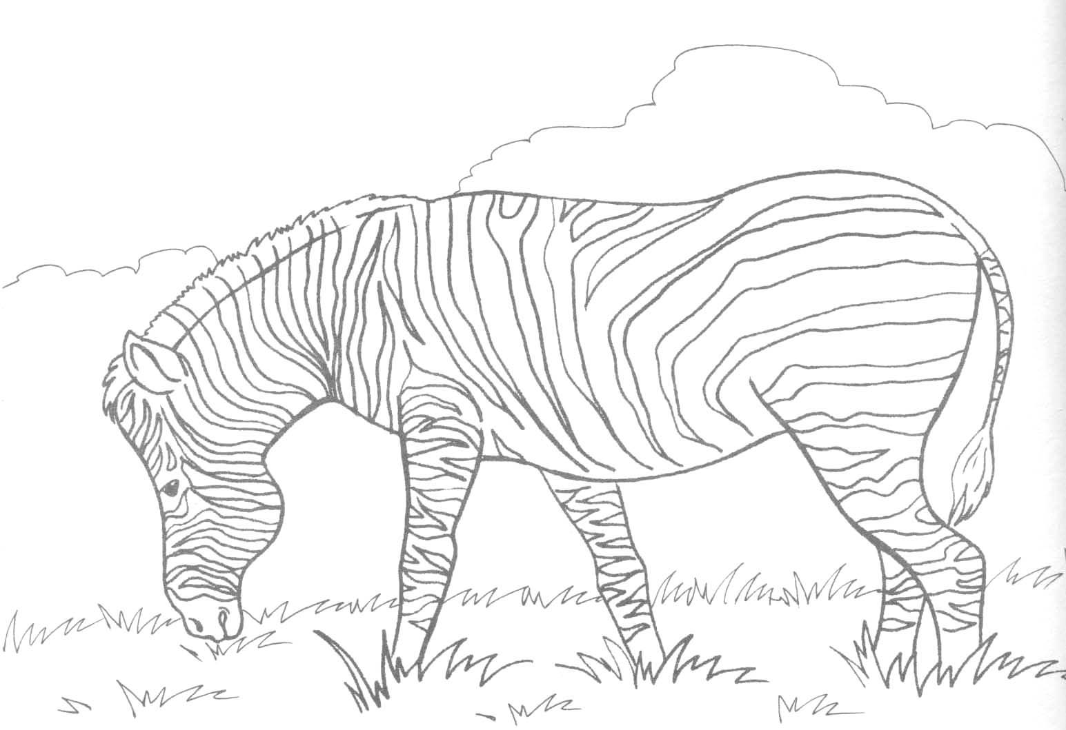 Zebra coloring #12, Download drawings