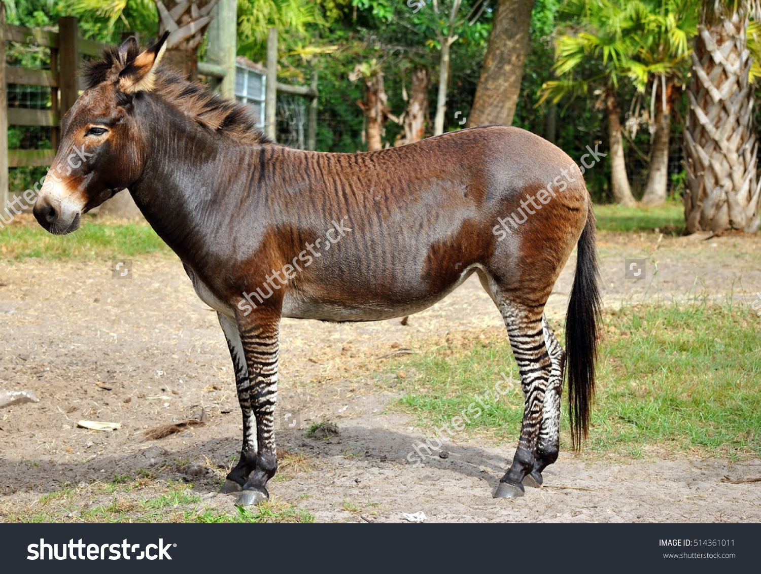 Zebroid clipart #2, Download drawings