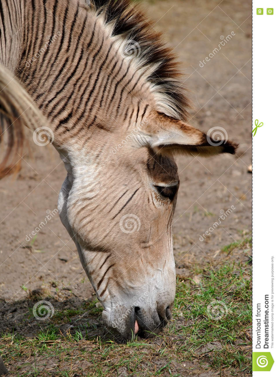 Zebroid clipart #19, Download drawings