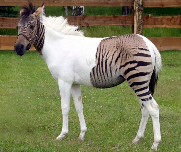 Zebroid svg #7, Download drawings