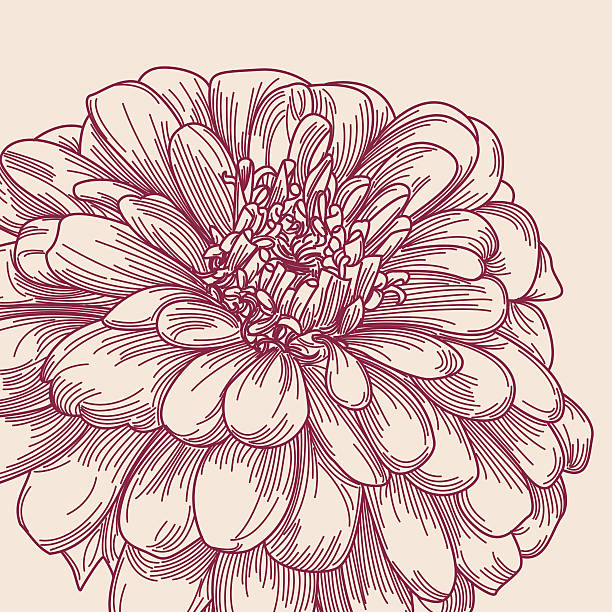 Zinnia clipart #7, Download drawings