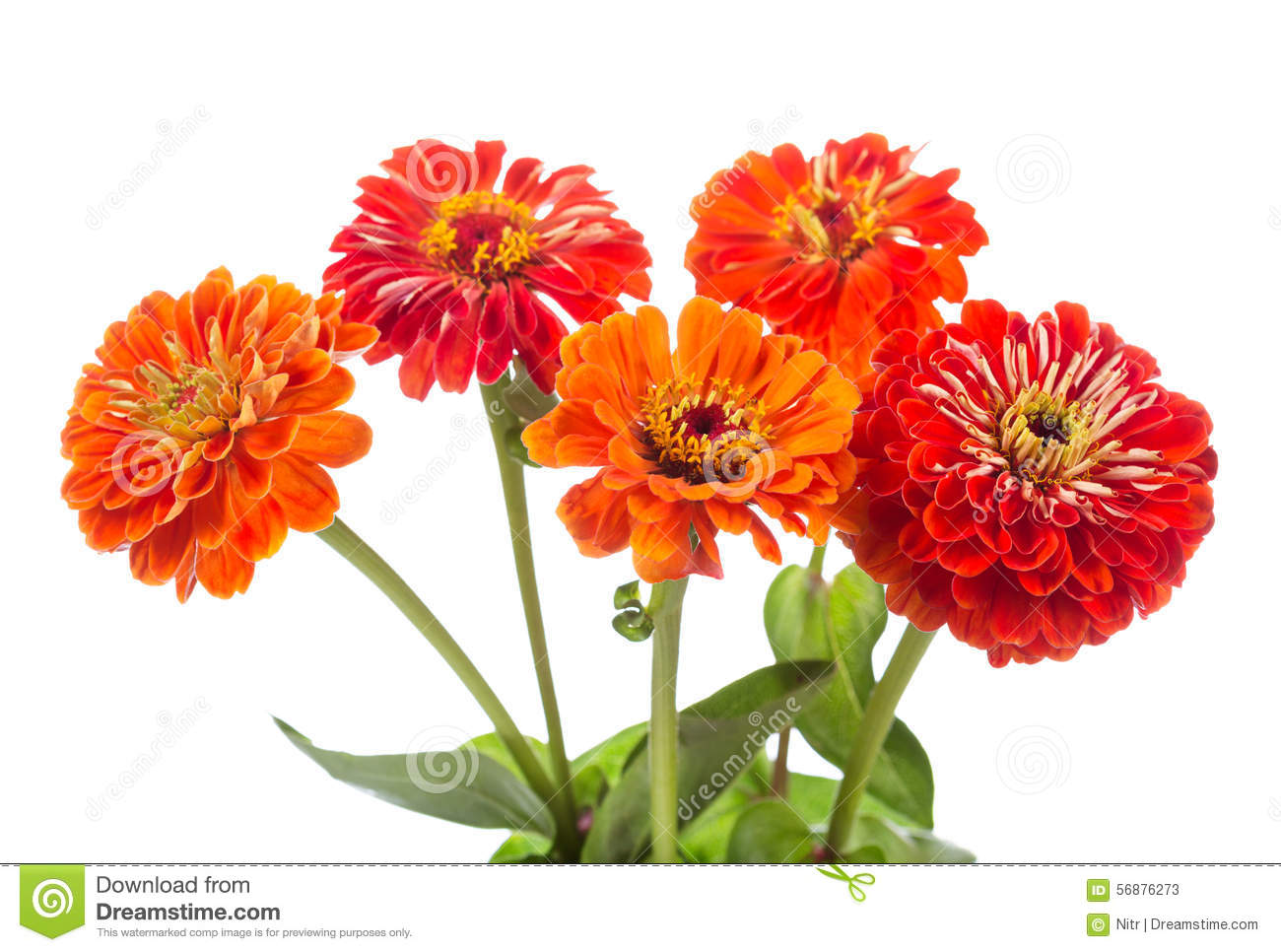 Zinnia clipart #15, Download drawings