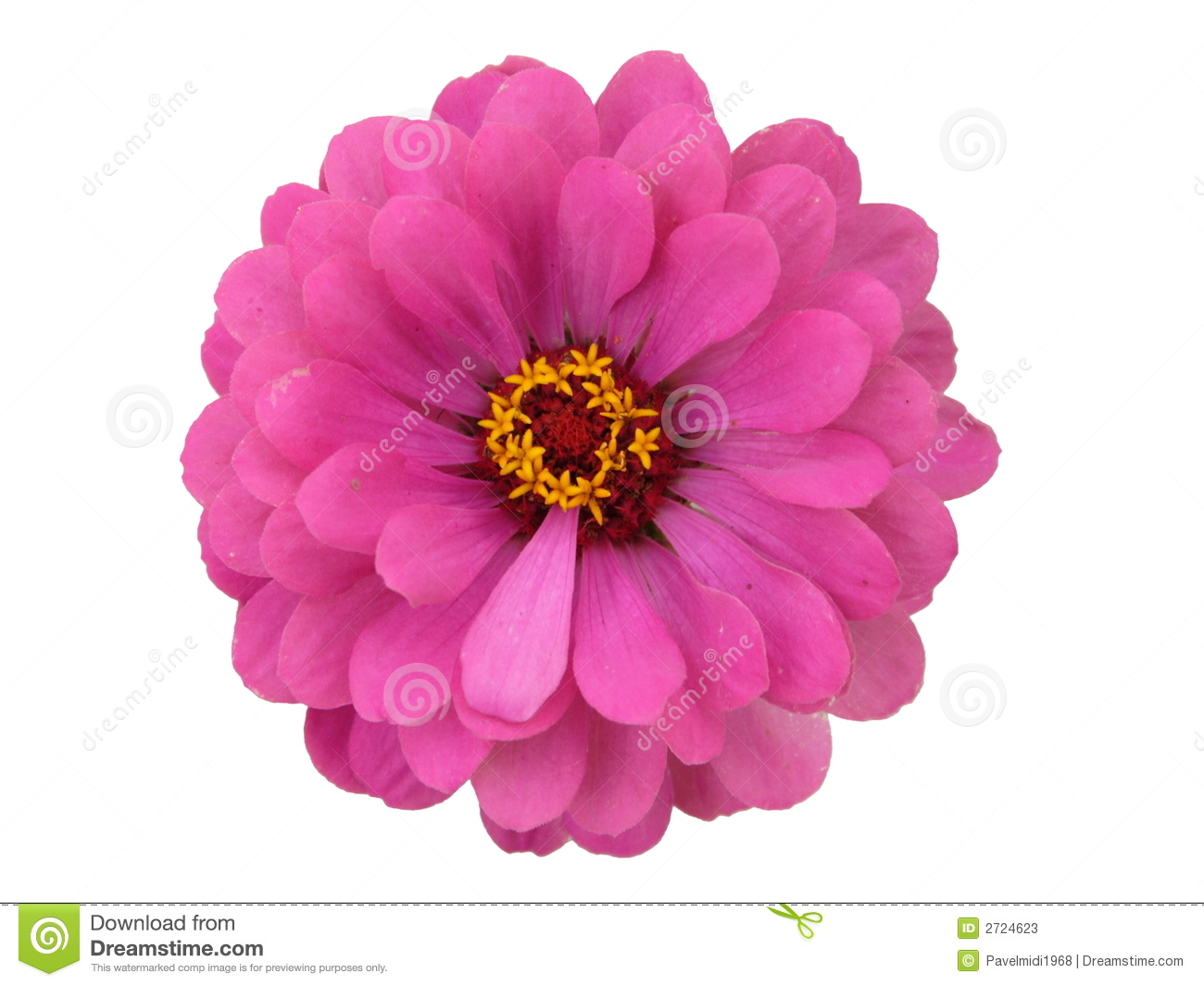 Zinnia clipart #10, Download drawings