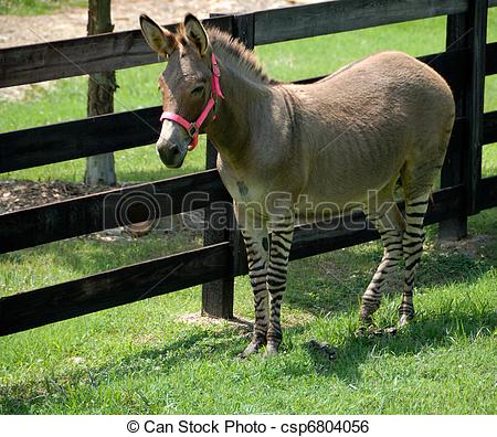 Zonkey clipart #4, Download drawings