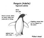 Adelie Penguin coloring
