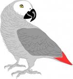 African Parrot clipart