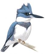Belted Kingfisher clipart